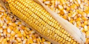 Organic Yellow Maize