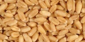Wheat Seeds