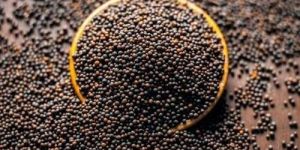 Black Mustard Seeds