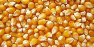 Yellow Maize Seeds