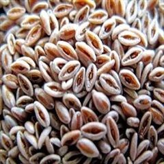 Psyllium Seeds