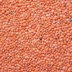 Red Masoor Dal