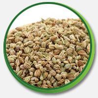 Celery Seeds (Bishops Seeds)