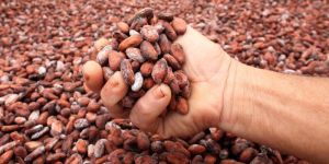 Cocoa Beans