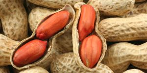 Peanut
