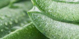Frozen Aloe Vera Pulp