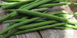 A Grade Fresh Drumsticks