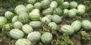 A Grade Fresh Namdhari Watermelon