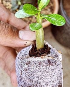 Coco Peat Discs Rooting Plugs