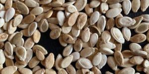 232 Watermelon Seeds