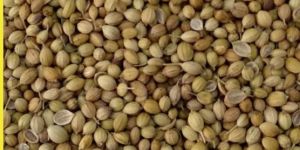 Akash Coriander Seeds