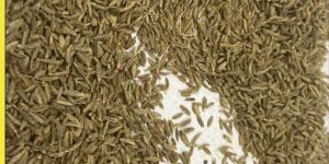 Akash Cumin Seeds