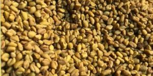 Akash Fenugreek Seed