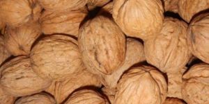 Day to Day Walnut with Shell