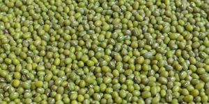 Green Mung Beans