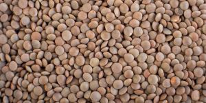 Red Lentils