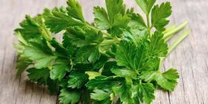 Coriander Leaves