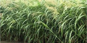 Csv 33 Fodder Grass Seed