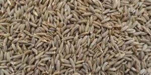 Cumin Seeds