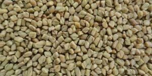 Fenugreek Seeds