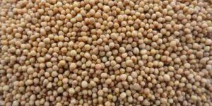 Mustard Seeds