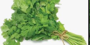 Coriander Leaves