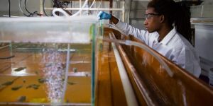 Avian Acute Oral Toxicity Test