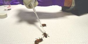 honeybees acute oral toxicity test service