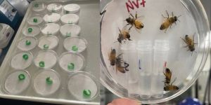 Oral and Contact Toxicity Test in Honeybee