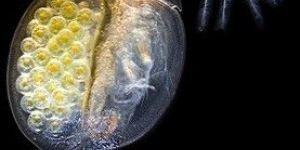 reproduction testing service