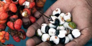 Freeze Dried Super Guarana