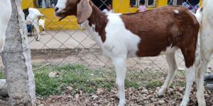 White Boer Cross Breed Goat