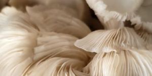 Oyster Mushroom