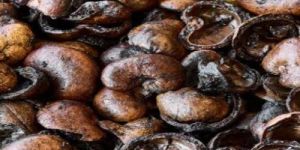Cashew Nut Shell