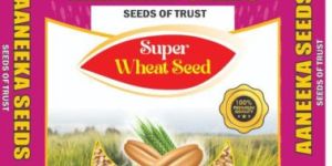 Wheat Seeds