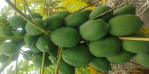 Papaya ( Tiwan 786 Variety)