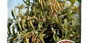 ICP-8863 Arhar Seeds