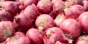 Fresh Red Onion