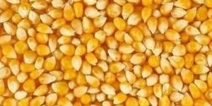maize corn seed