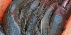 Magur Fish