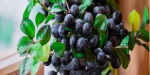 Blueberry Plant