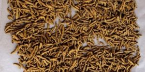 Organic Turmeric Finger