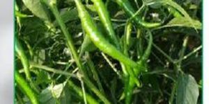 BCH-23 Green Chilli Seeds