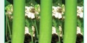 BSBH-18 Bottle Gourd Seeds
