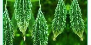 Little Moon Bitter Gourd Seeds