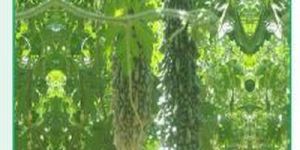 Mali-02 Bitter Gourd Seeds