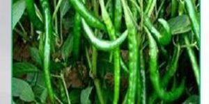Naina Green Chilli Seeds