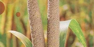 Super 511 Bajra Seeds