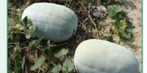 Taj Goldy Ash Gourd Seeds