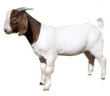 Live Boer Goat